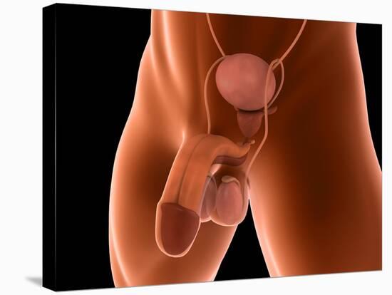 Conceptual Image of Human Male Reproductive Organs-null-Stretched Canvas