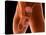 Conceptual Image of Human Male Reproductive Organs-null-Stretched Canvas