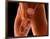 Conceptual Image of Human Male Reproductive Organs-null-Framed Art Print