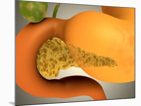 Conceptual Image of Human Pancreas and Stomach-null-Mounted Art Print