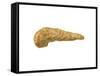 Conceptual Image of Human Pancreas-null-Framed Stretched Canvas