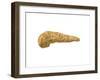 Conceptual Image of Human Pancreas-null-Framed Art Print