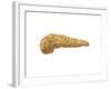 Conceptual Image of Human Pancreas-null-Framed Art Print