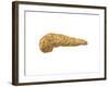 Conceptual Image of Human Pancreas-null-Framed Art Print