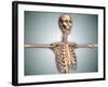 Conceptual Image of Human Rib Cage and Spinal Cord with Skull-null-Framed Art Print