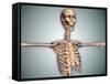 Conceptual Image of Human Rib Cage and Spinal Cord with Skull-null-Framed Stretched Canvas