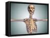 Conceptual Image of Human Rib Cage and Spinal Cord with Skull-null-Framed Stretched Canvas