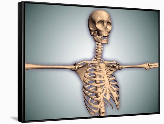 Conceptual Image of Human Rib Cage and Spinal Cord with Skull-null-Framed Stretched Canvas