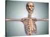 Conceptual Image of Human Rib Cage and Spinal Cord with Skull-null-Stretched Canvas