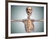 Conceptual Image of Human Rib Cage and Spinal Cord with Skull-null-Framed Art Print