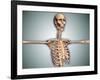 Conceptual Image of Human Rib Cage and Spinal Cord with Skull-null-Framed Art Print