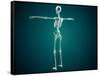 Conceptual Image of Human Skeletal System-null-Framed Stretched Canvas