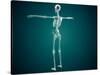 Conceptual Image of Human Skeletal System-null-Stretched Canvas