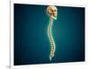 Conceptual Image of Human Skull and Spinal Cord-null-Framed Art Print