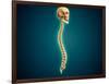 Conceptual Image of Human Skull and Spinal Cord-null-Framed Art Print