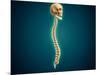 Conceptual Image of Human Skull and Spinal Cord-null-Mounted Art Print