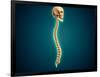 Conceptual Image of Human Skull and Spinal Cord-null-Framed Art Print