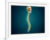 Conceptual Image of Human Skull and Spinal Cord-null-Framed Art Print