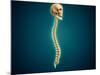 Conceptual Image of Human Skull and Spinal Cord-null-Mounted Art Print