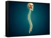 Conceptual Image of Human Skull and Spinal Cord-null-Framed Stretched Canvas