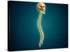 Conceptual Image of Human Skull and Spinal Cord-null-Stretched Canvas