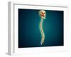 Conceptual Image of Human Skull and Spinal Cord-null-Framed Art Print