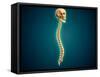 Conceptual Image of Human Skull and Spinal Cord-null-Framed Stretched Canvas