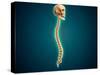 Conceptual Image of Human Skull and Spinal Cord-null-Stretched Canvas