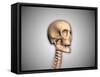 Conceptual Image of Human Skull and Spinal Cord-null-Framed Stretched Canvas