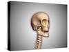 Conceptual Image of Human Skull and Spinal Cord-null-Stretched Canvas