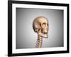 Conceptual Image of Human Skull and Spinal Cord-null-Framed Art Print