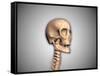 Conceptual Image of Human Skull and Spinal Cord-null-Framed Stretched Canvas