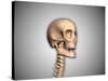 Conceptual Image of Human Skull and Spinal Cord-null-Stretched Canvas