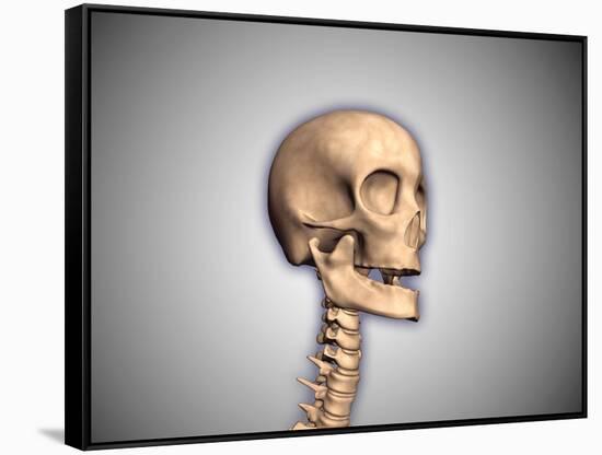 Conceptual Image of Human Skull and Spinal Cord-null-Framed Stretched Canvas