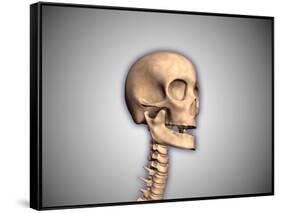 Conceptual Image of Human Skull and Spinal Cord-null-Framed Stretched Canvas