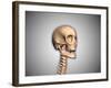 Conceptual Image of Human Skull and Spinal Cord-null-Framed Art Print