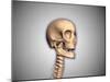 Conceptual Image of Human Skull and Spinal Cord-null-Mounted Art Print