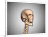 Conceptual Image of Human Skull and Spinal Cord-null-Framed Art Print