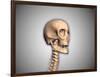 Conceptual Image of Human Skull and Spinal Cord-null-Framed Art Print