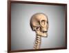 Conceptual Image of Human Skull and Spinal Cord-null-Framed Art Print