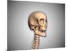 Conceptual Image of Human Skull and Spinal Cord-null-Mounted Art Print