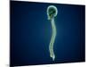 Conceptual Image of Human Skull and Spinal Cord-null-Mounted Art Print