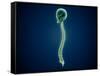 Conceptual Image of Human Skull and Spinal Cord-null-Framed Stretched Canvas