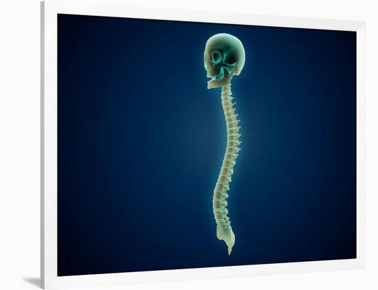 Conceptual Image of Human Skull and Spinal Cord-null-Framed Art Print