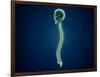 Conceptual Image of Human Skull and Spinal Cord-null-Framed Art Print