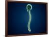 Conceptual Image of Human Skull and Spinal Cord-null-Framed Art Print