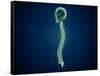 Conceptual Image of Human Skull and Spinal Cord-null-Framed Stretched Canvas