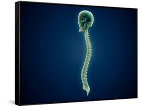 Conceptual Image of Human Skull and Spinal Cord-null-Framed Stretched Canvas