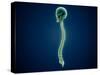 Conceptual Image of Human Skull and Spinal Cord-null-Stretched Canvas