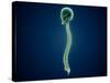 Conceptual Image of Human Skull and Spinal Cord-null-Stretched Canvas
